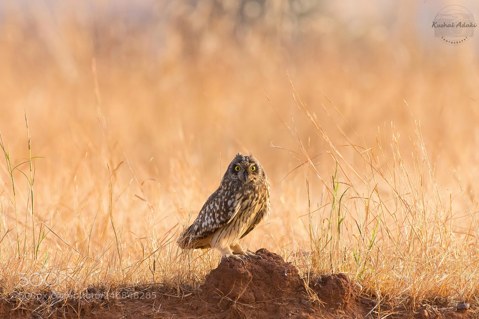 Nikon D7200 sample photo. Short eared owl photography