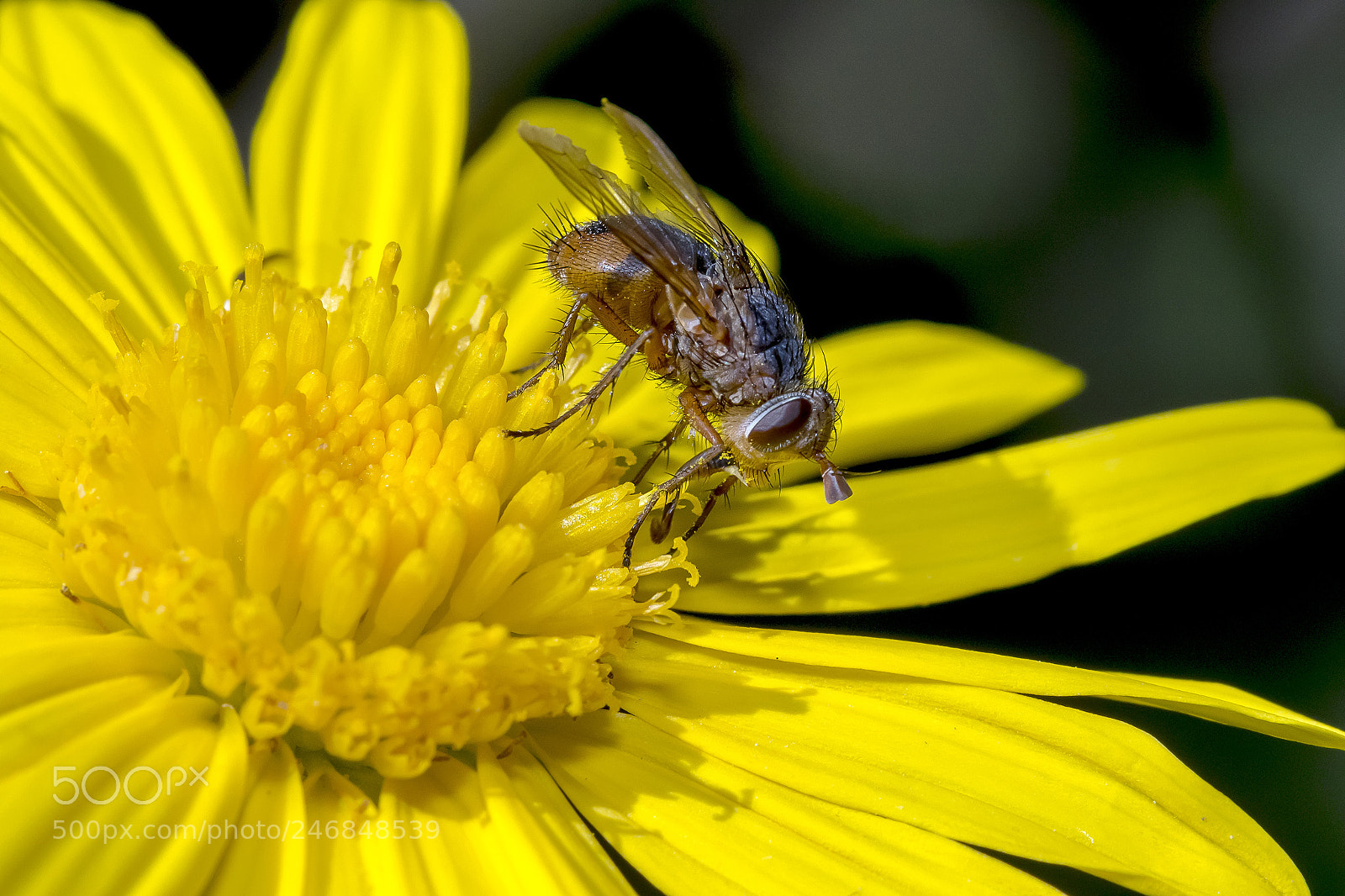 Canon EOS 7D Mark II sample photo. Fly photography