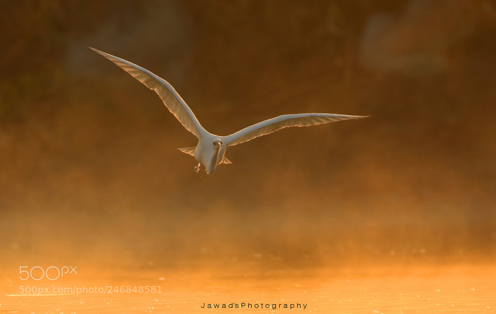 Canon EOS 7D Mark II sample photo. Little egret photography