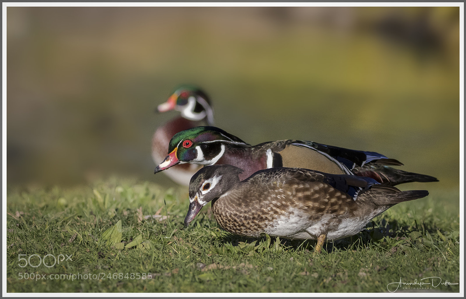 Canon EOS 7D Mark II sample photo. Ducks in a row photography