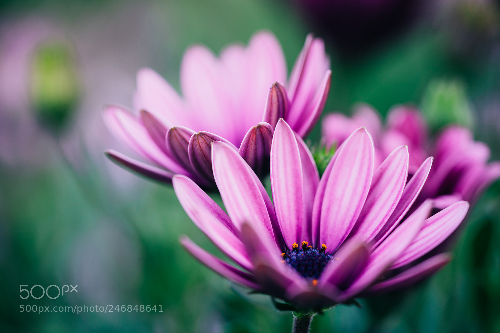 Sony a7R III sample photo. Untitled photography