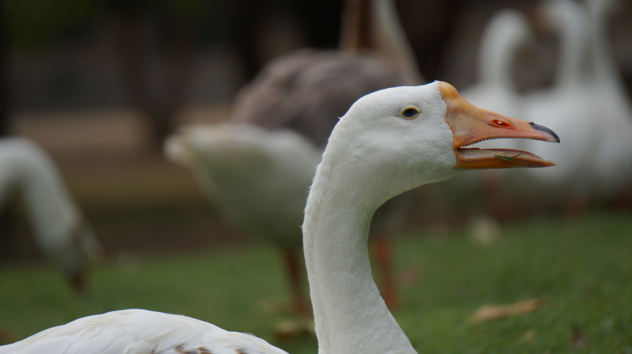Sony E 55-210mm F4.5-6.3 OSS sample photo. Gazing in the world photography