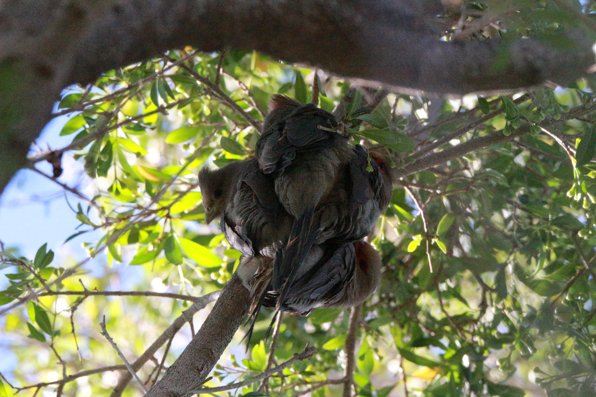 Sigma 150-600mm F5-6.3 DG OS HSM | C sample photo