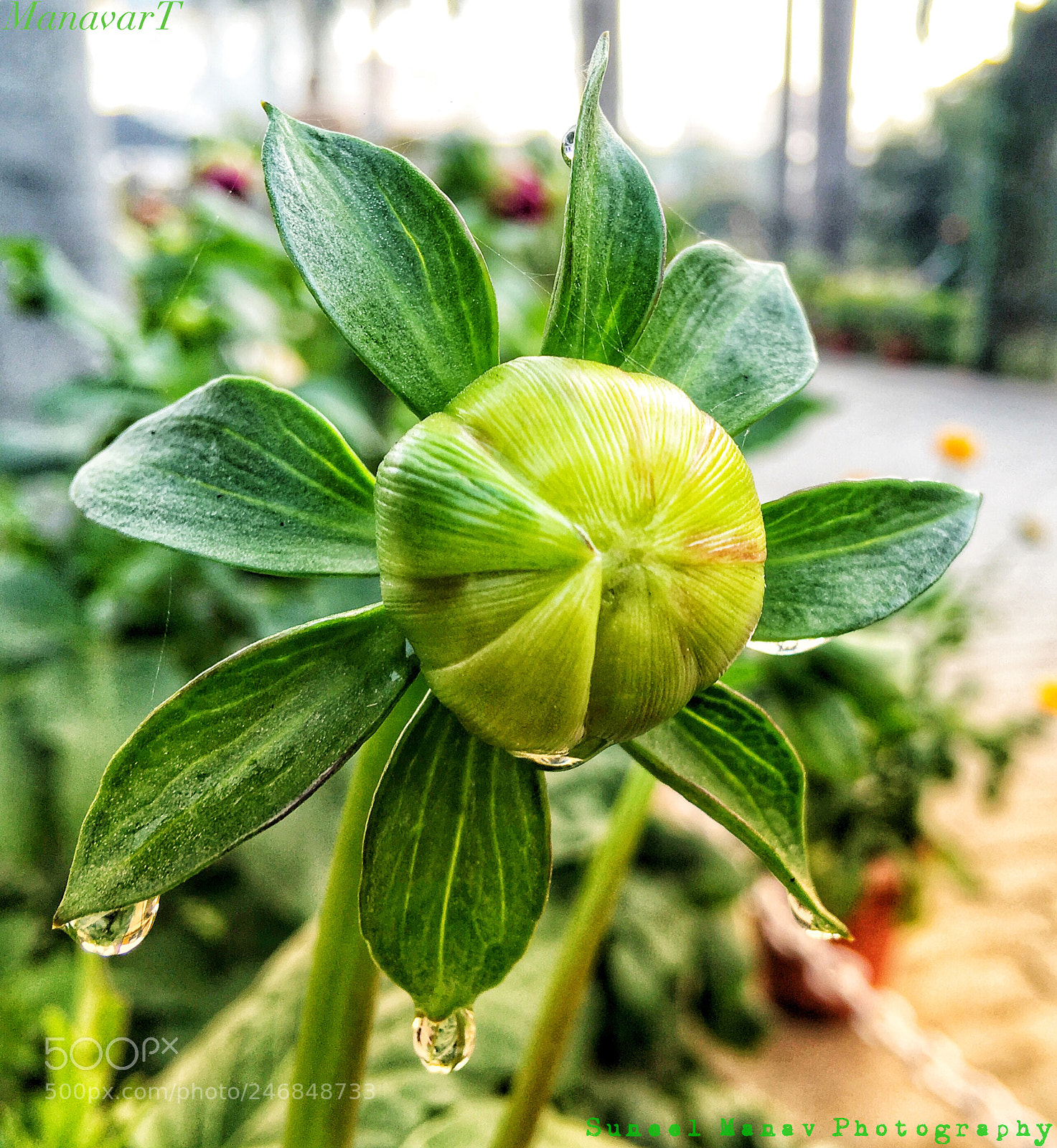Apple iPhone SE sample photo. Untitled photography