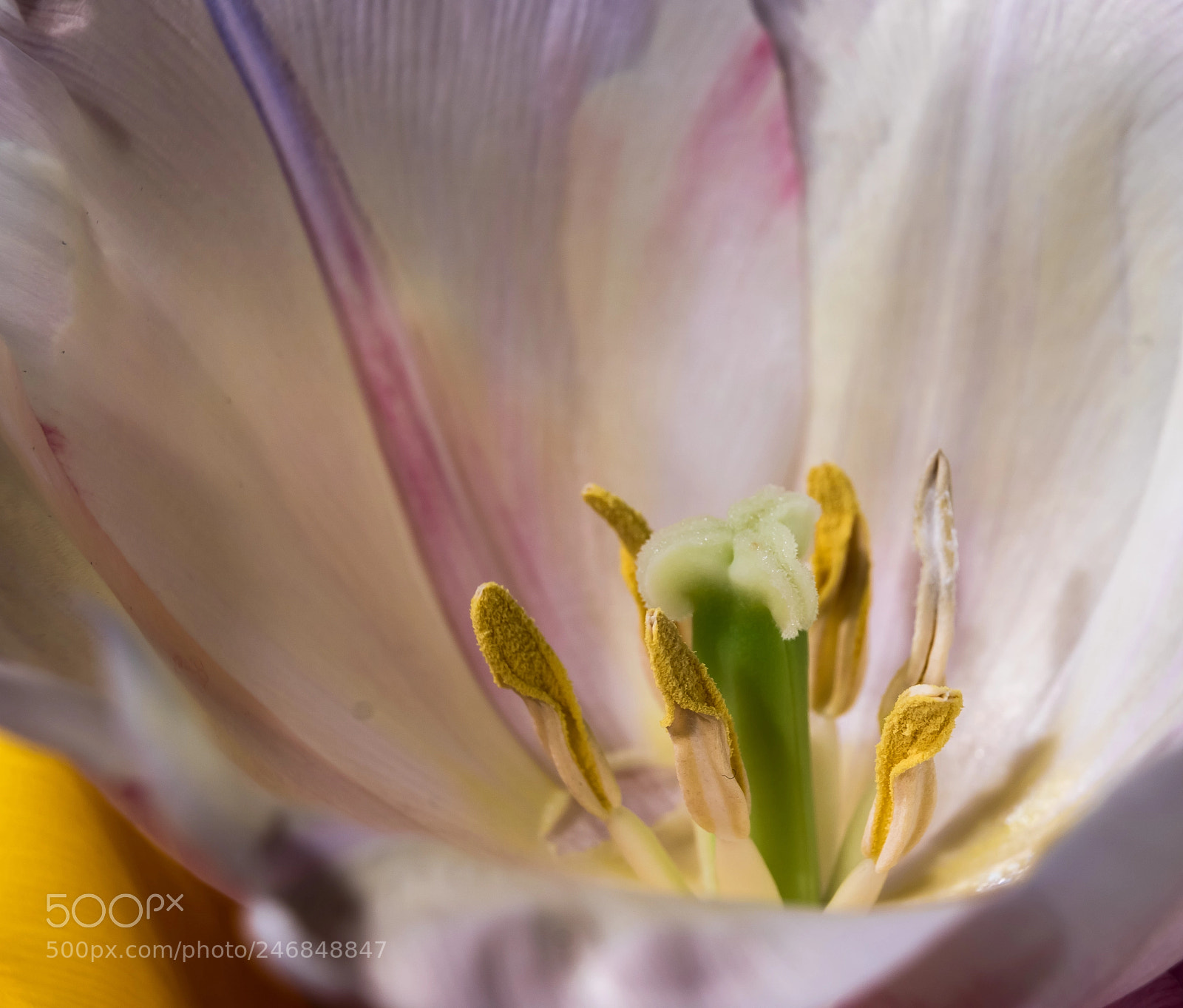 Canon EOS 760D (EOS Rebel T6s / EOS 8000D) sample photo. Blooming tulip photography