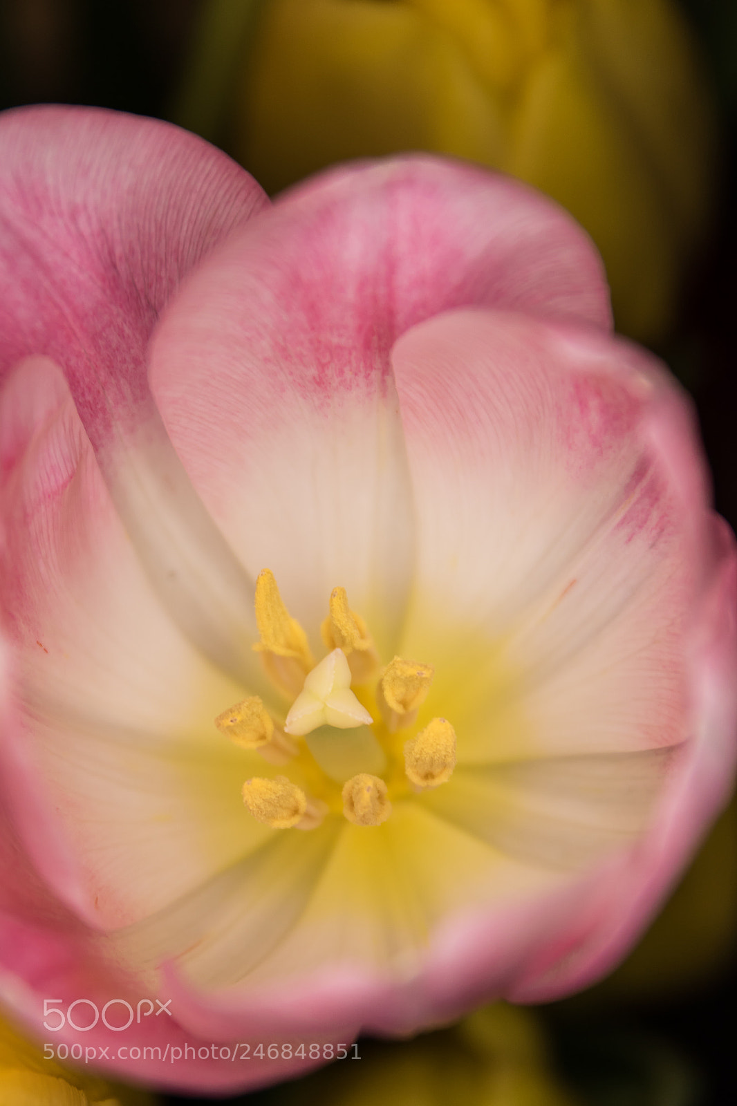 Canon EOS 760D (EOS Rebel T6s / EOS 8000D) sample photo. Blooming tulip photography