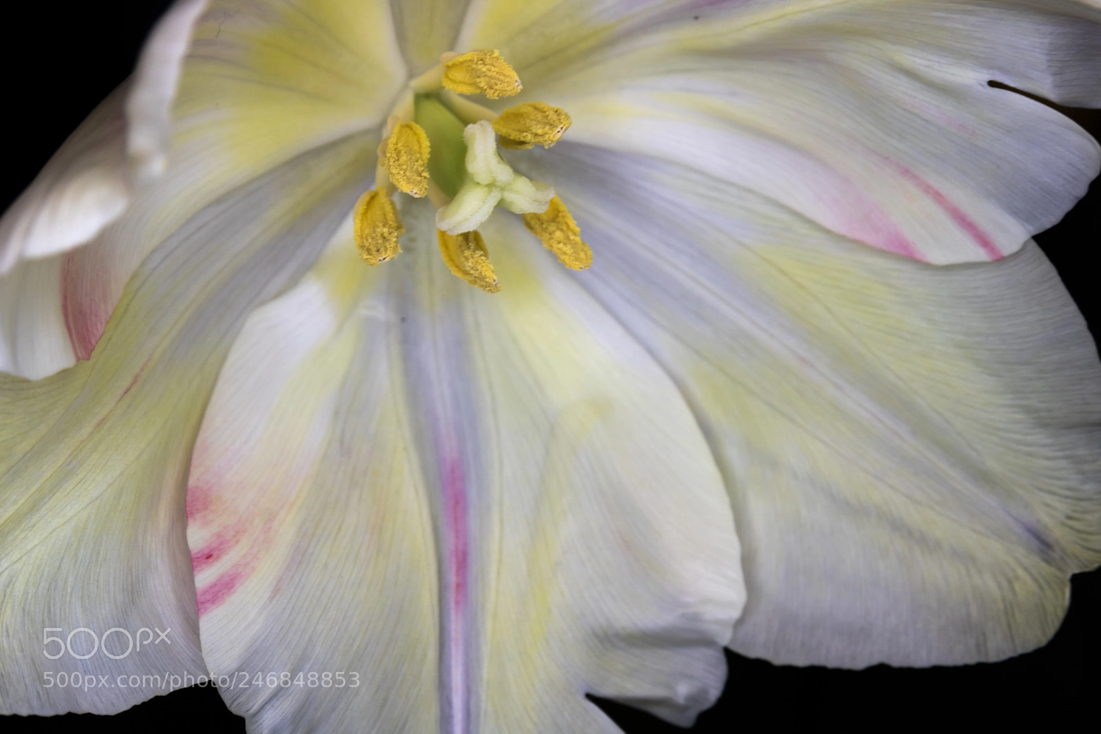 Canon EOS 760D (EOS Rebel T6s / EOS 8000D) sample photo. Blooming tulip photography