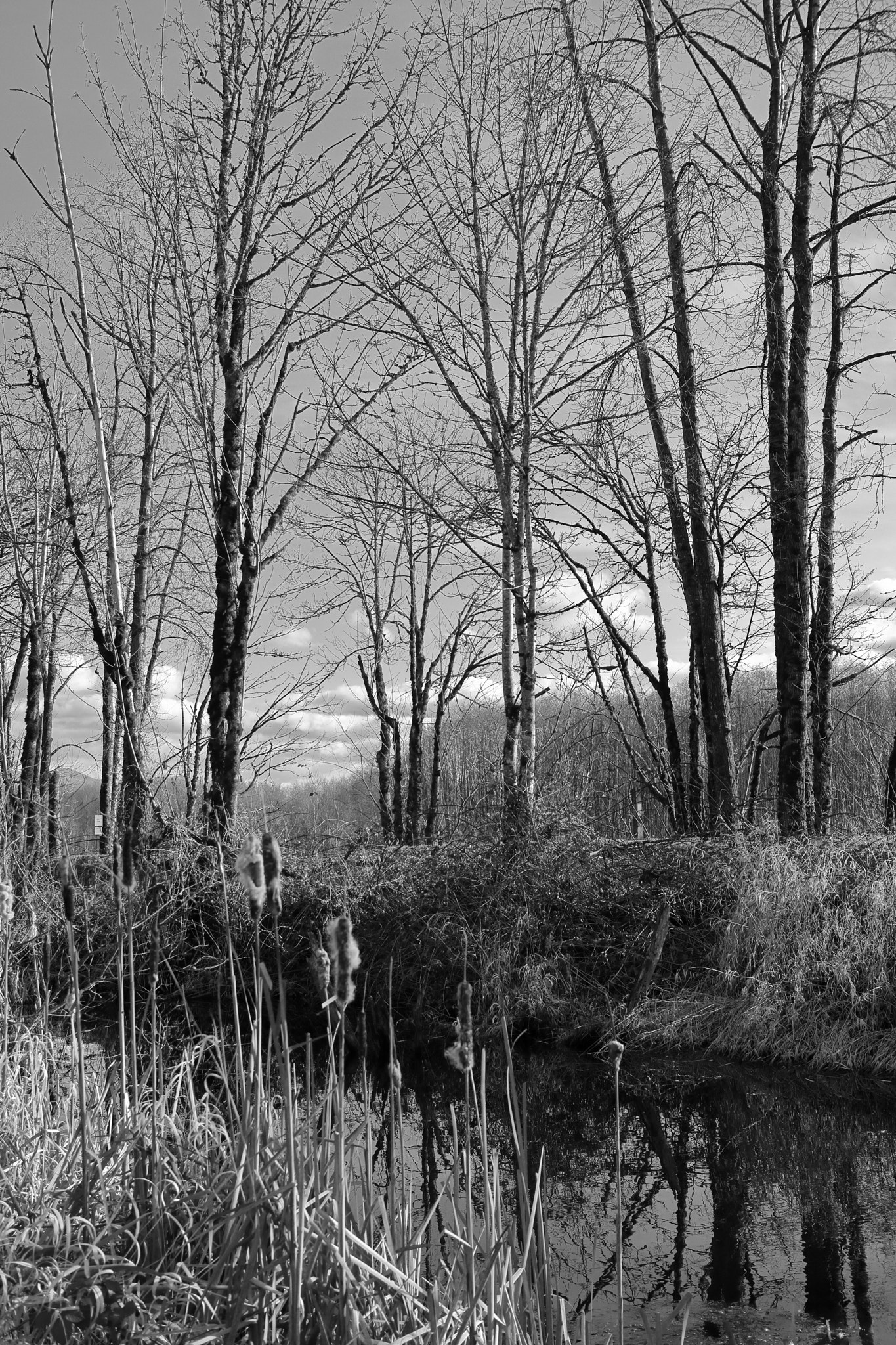 Canon EOS M5 sample photo. The pond 2 photography