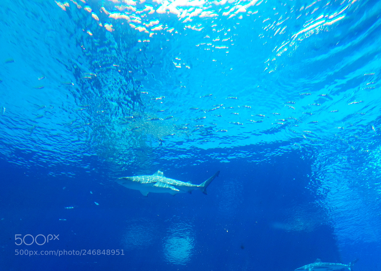 Samsung Galaxy S7 Edge sample photo. Shark photography