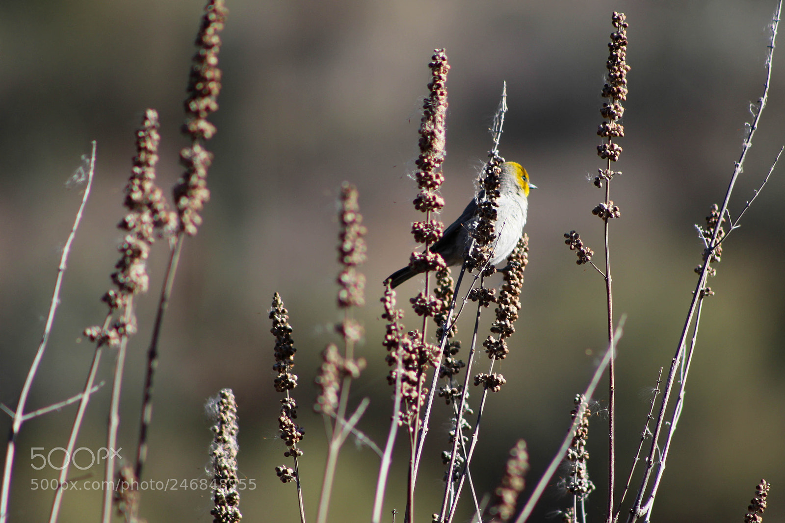 Canon EOS 1200D (EOS Rebel T5 / EOS Kiss X70 / EOS Hi) sample photo. Bird with yellow head photography
