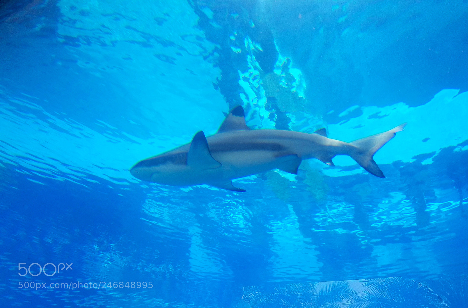Samsung Galaxy S7 Edge sample photo. Shark 2 photography