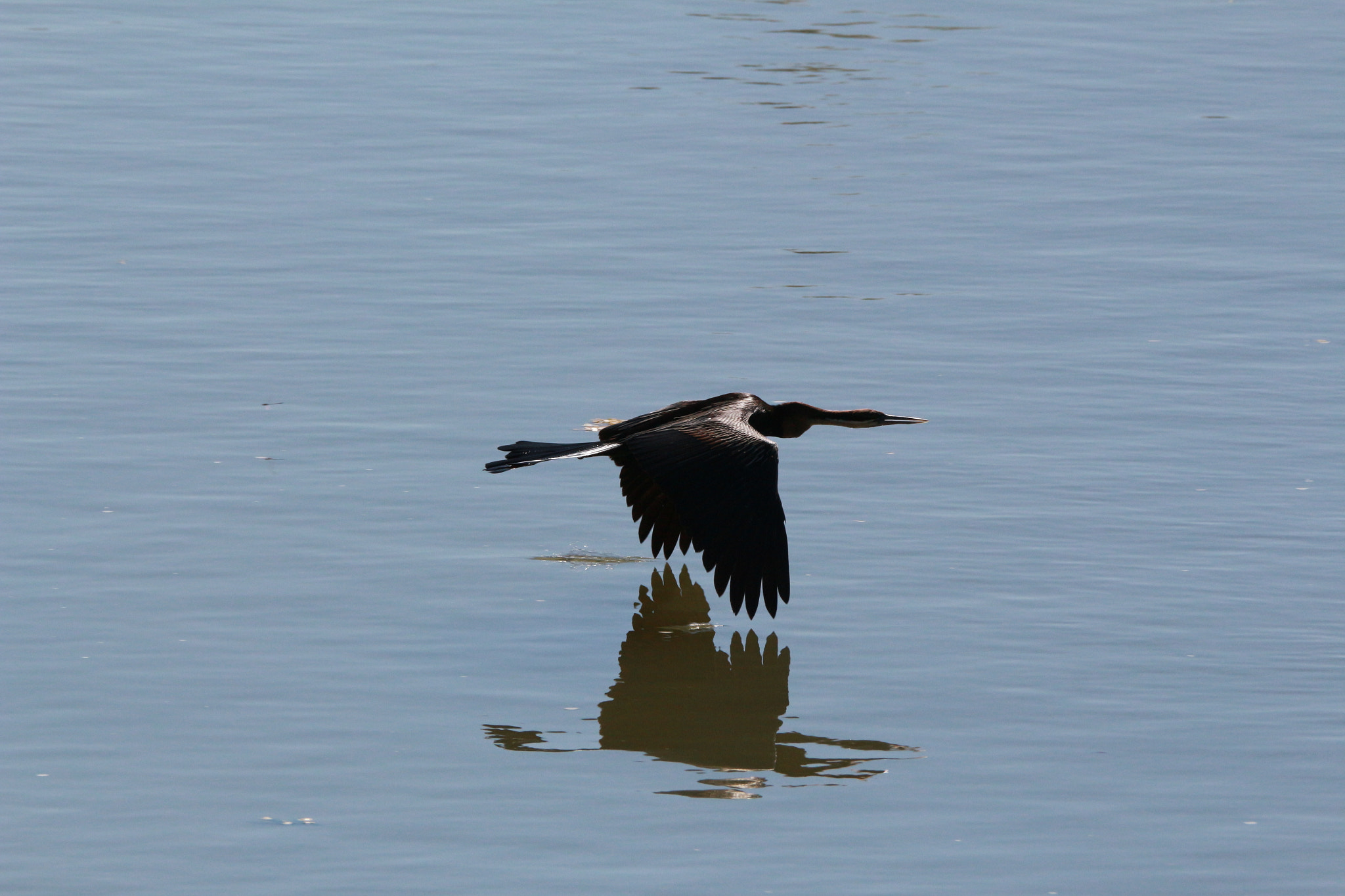 Sigma 150-600mm F5-6.3 DG OS HSM | C sample photo. Untitled photography