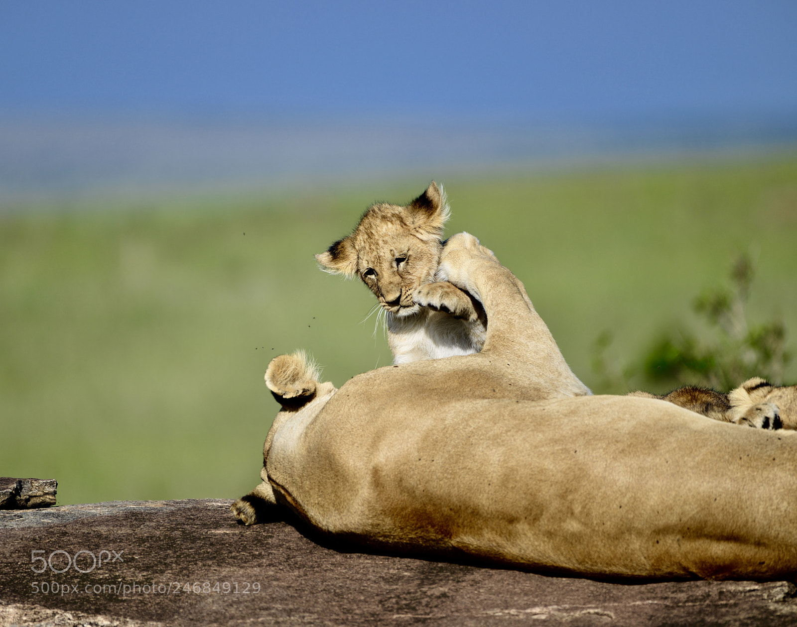 Nikon D800 sample photo. Cub playing with mummy photography