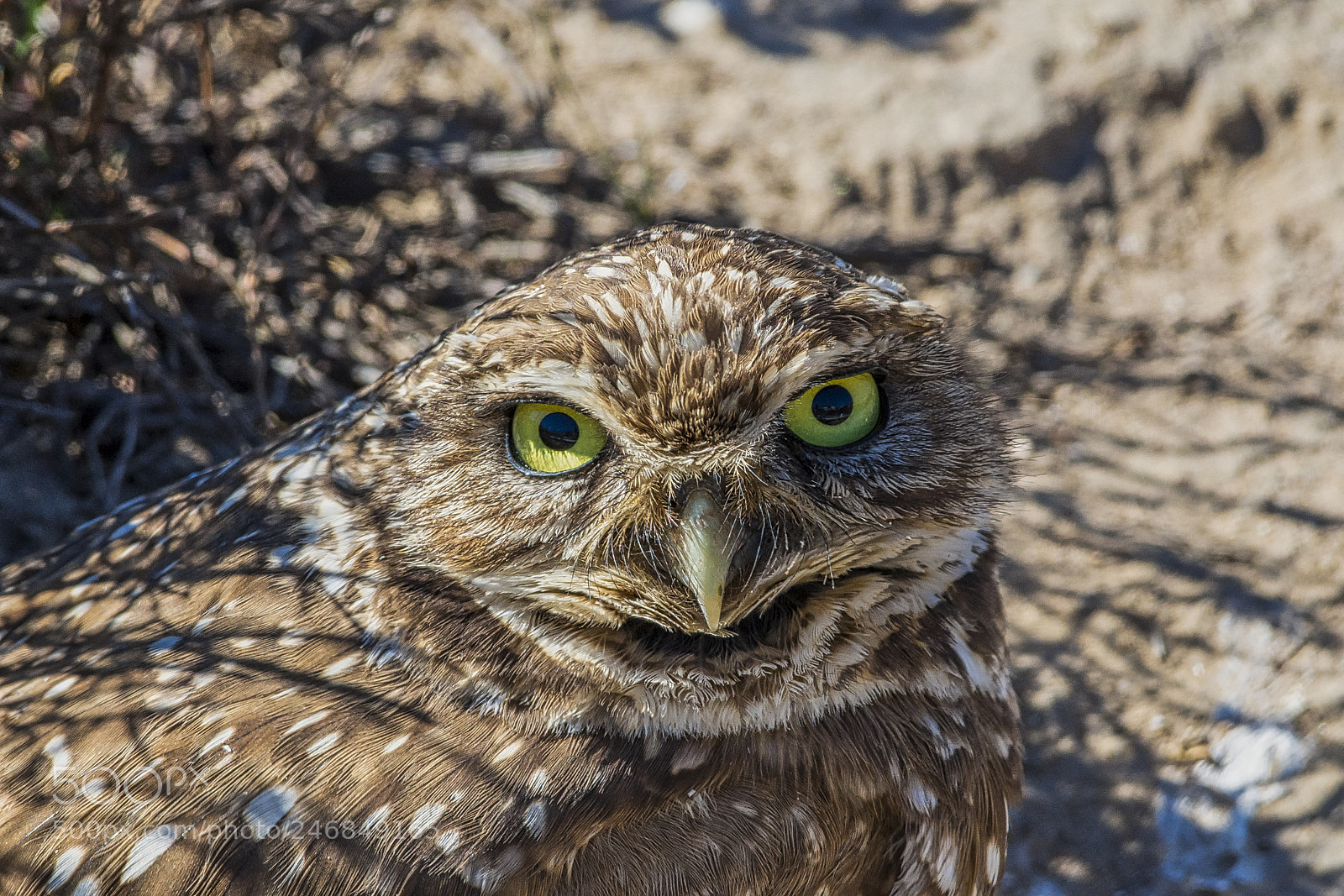 Nikon D7200 sample photo. Burrowing owl photography