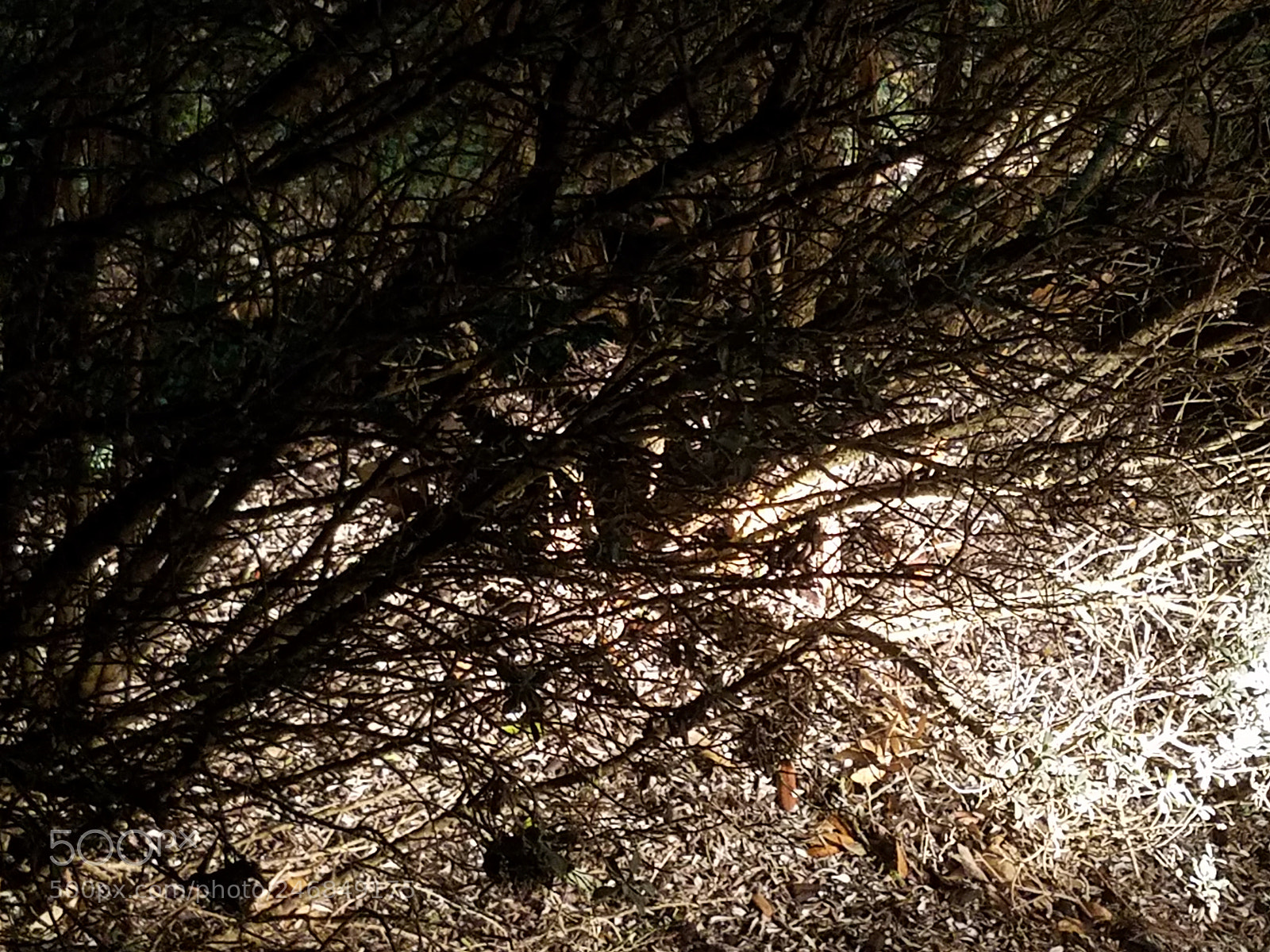 Samsung Galaxy S7 sample photo. Ltc photography