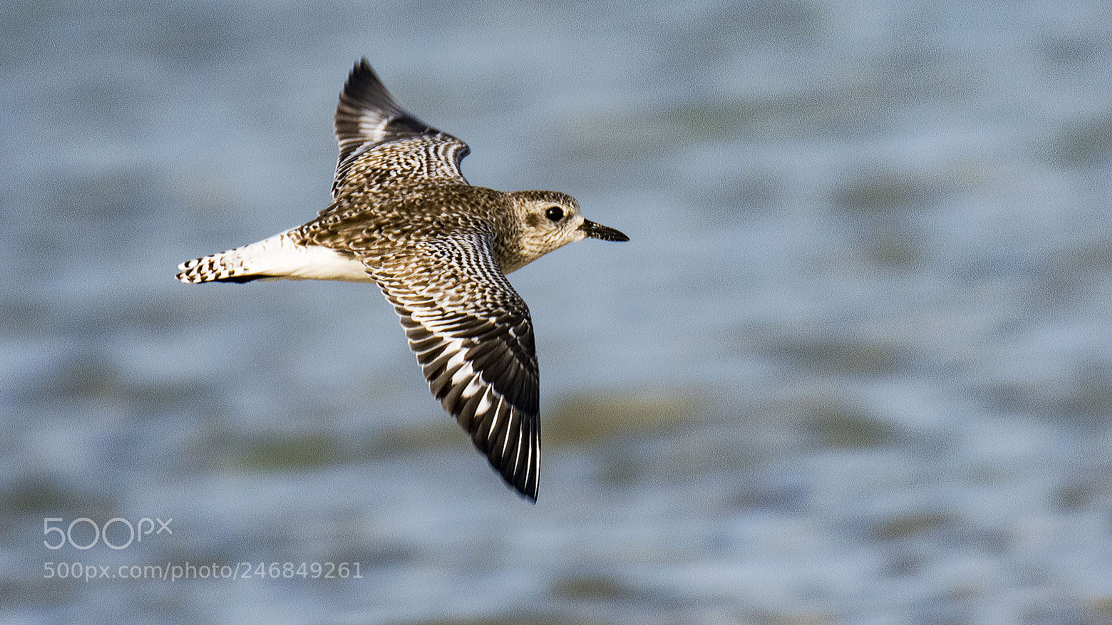 Nikon D500 sample photo. Plover in flight photography