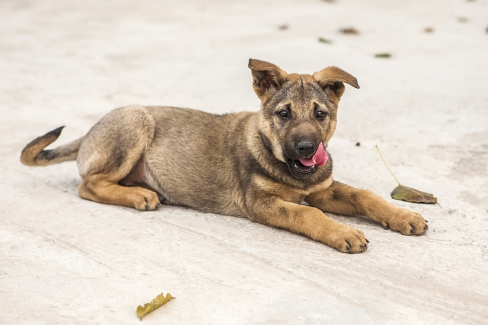 Canon EOS 5D sample photo. Puppy is lying in photography