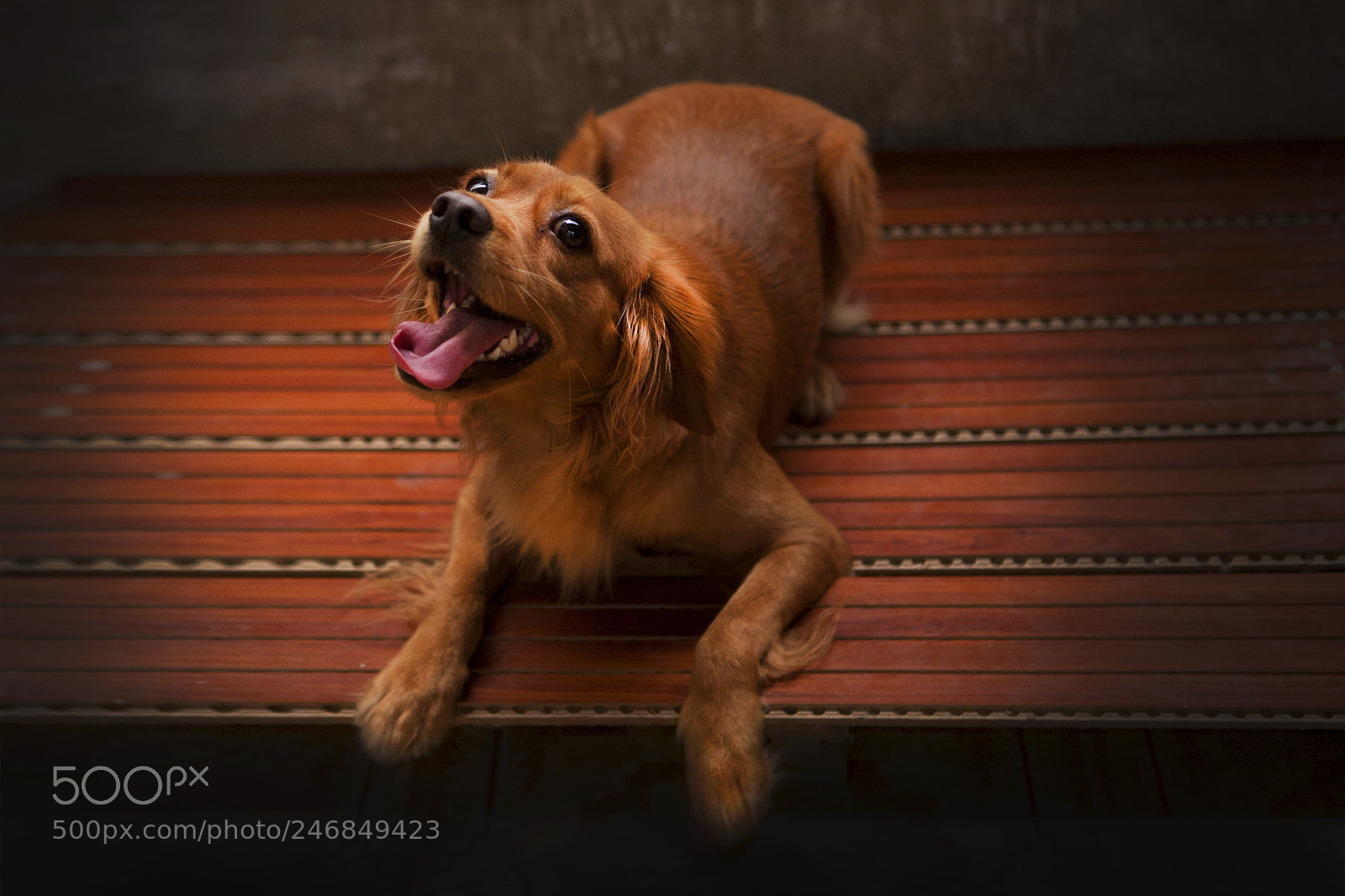 Canon EOS 5D sample photo. Golden dog is playing photography