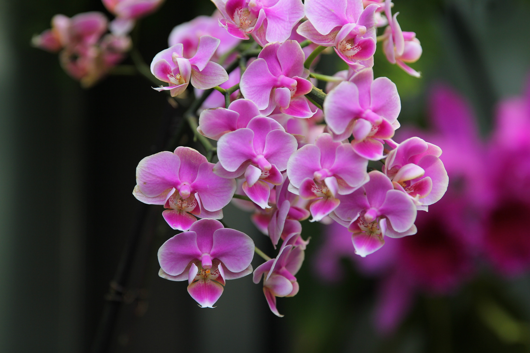 Canon EF 24-70mm F2.8L II USM sample photo