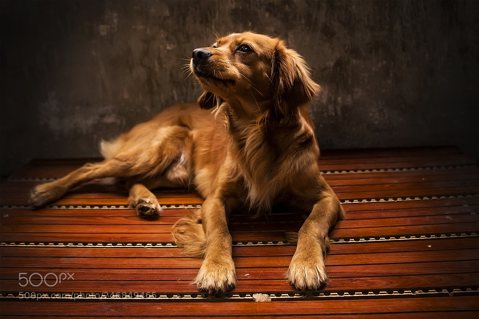 Canon EOS 5D sample photo. The golden dog photography