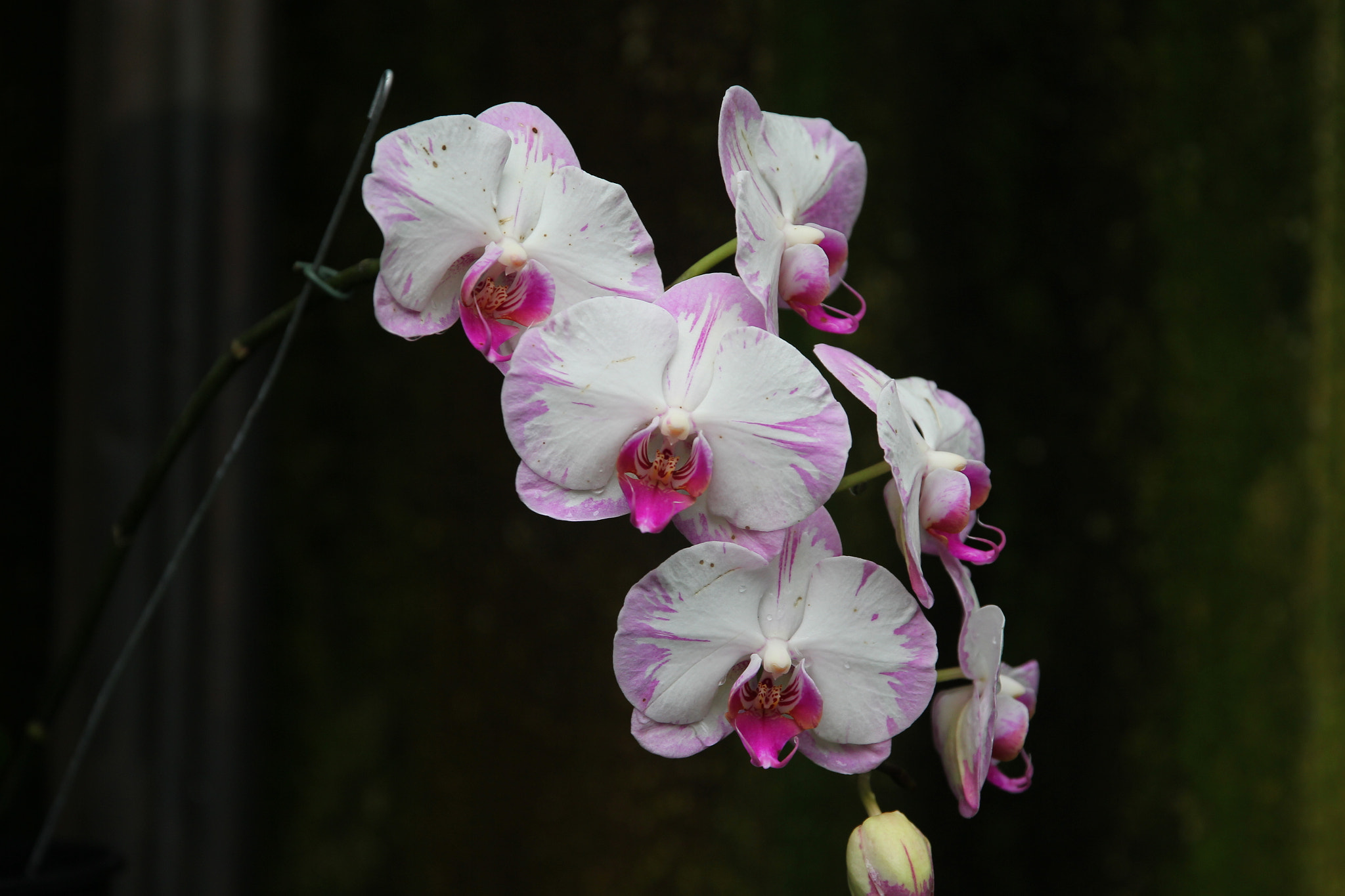 Canon EF 24-70mm F2.8L II USM sample photo