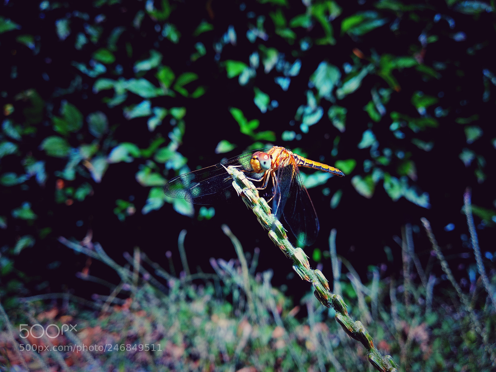 Xiaomi Mi A1 sample photo. Dragonfly photography