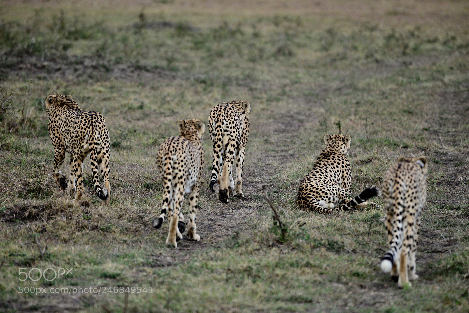 Nikon D800 sample photo. A band of cheetah photography