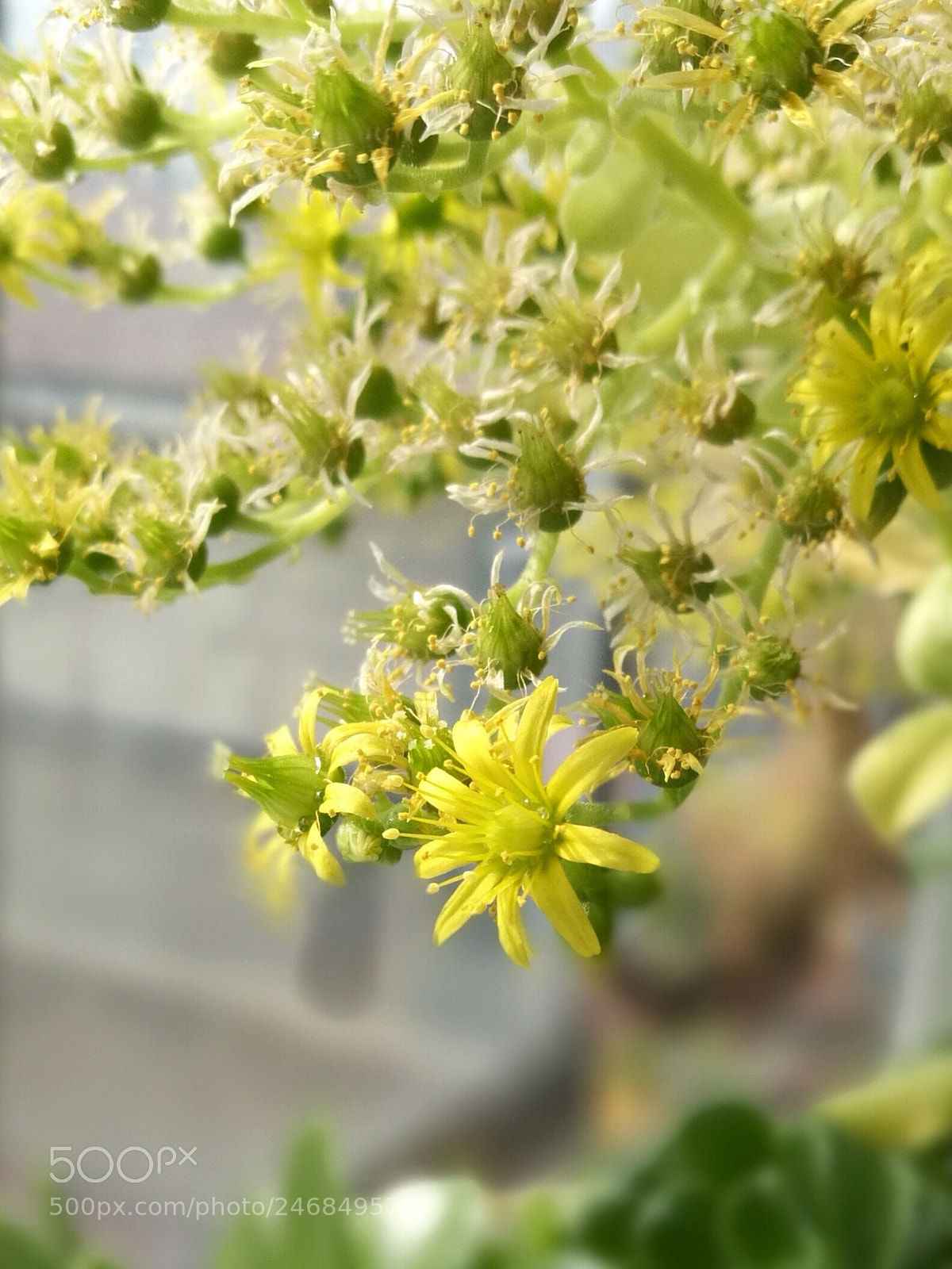 HUAWEI Honor 8 sample photo. Untitled photography