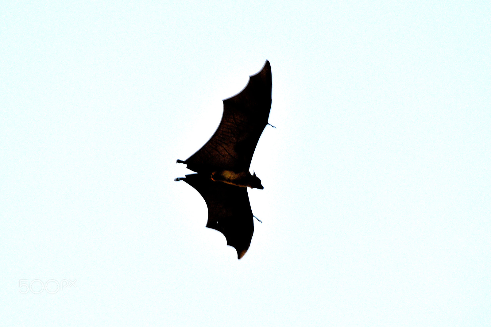 Nikon D3200 sample photo. The bat... photography