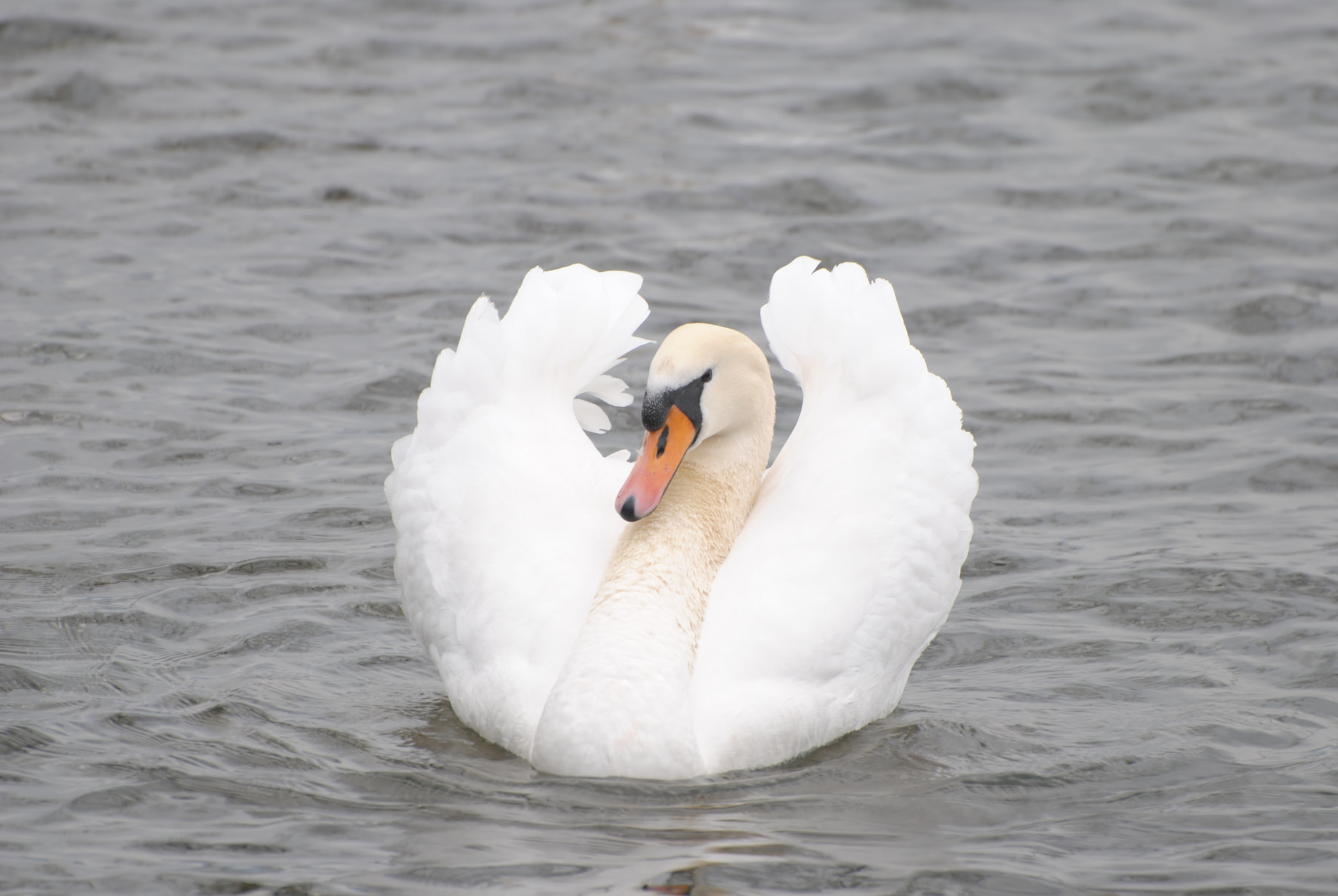 Nikon D3000 sample photo. Der schwan. photography