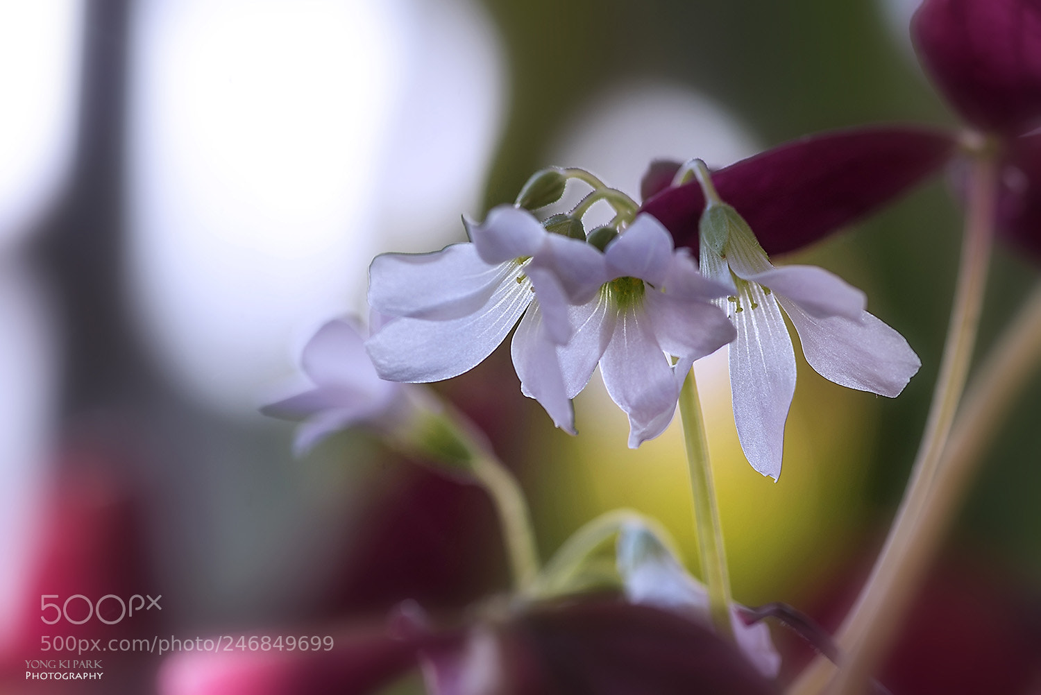 Pentax K-1 sample photo. A figure of love-1 photography