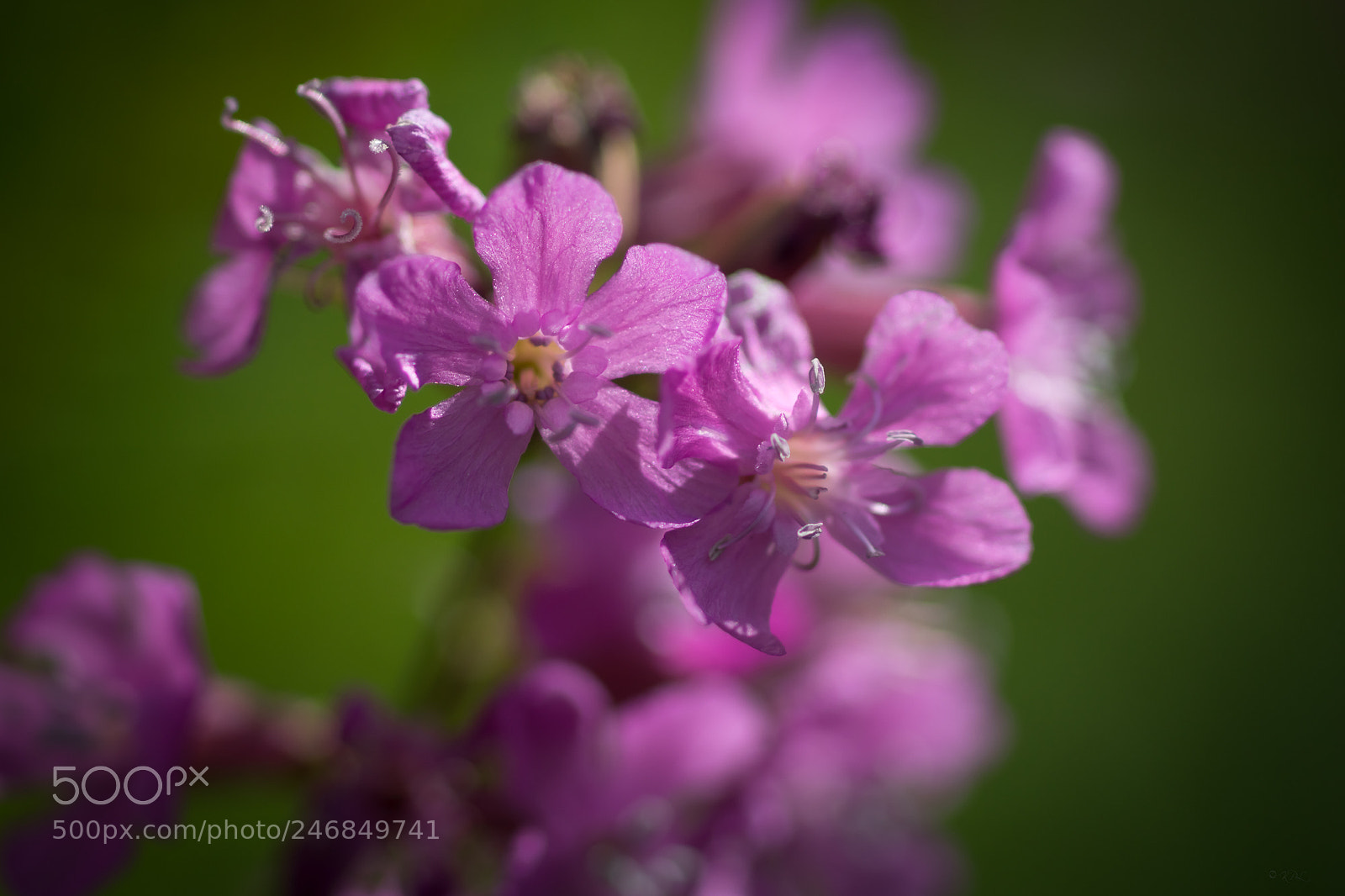 Sony SLT-A77 sample photo. Lychnis viscaria photography