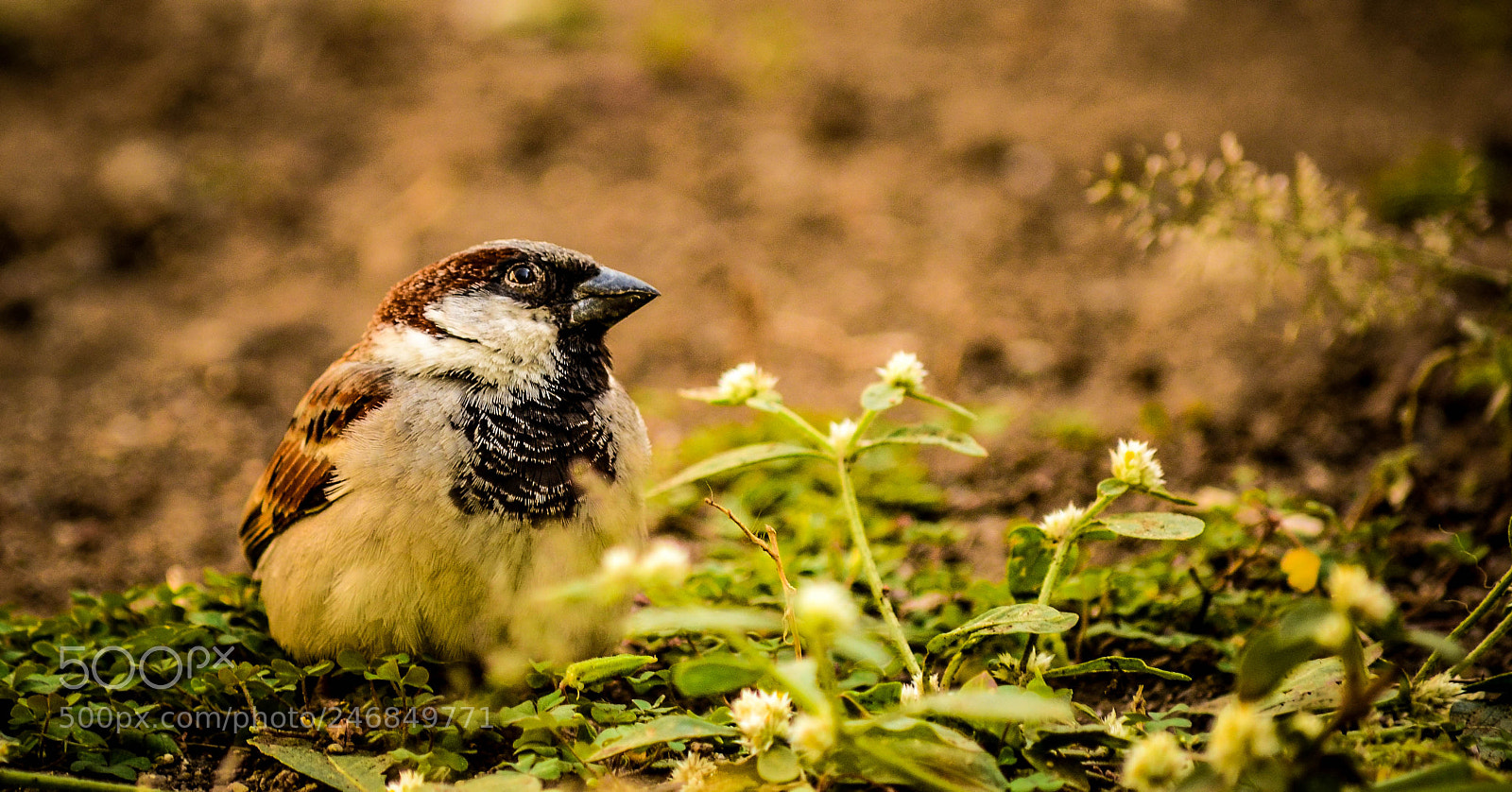 Nikon D5100 sample photo. Sparrow photography