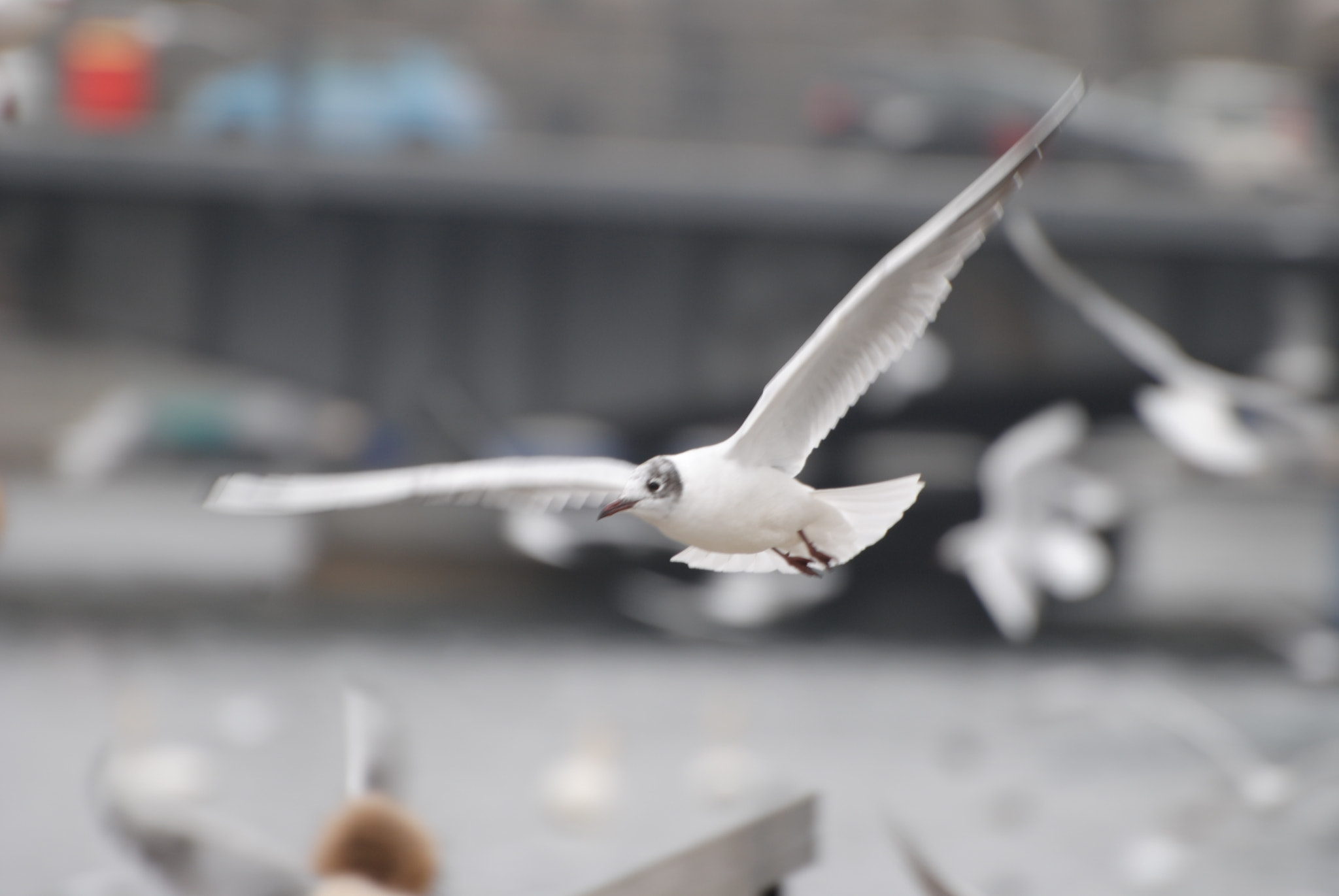 Nikon D3000 sample photo. Die möwe. photography