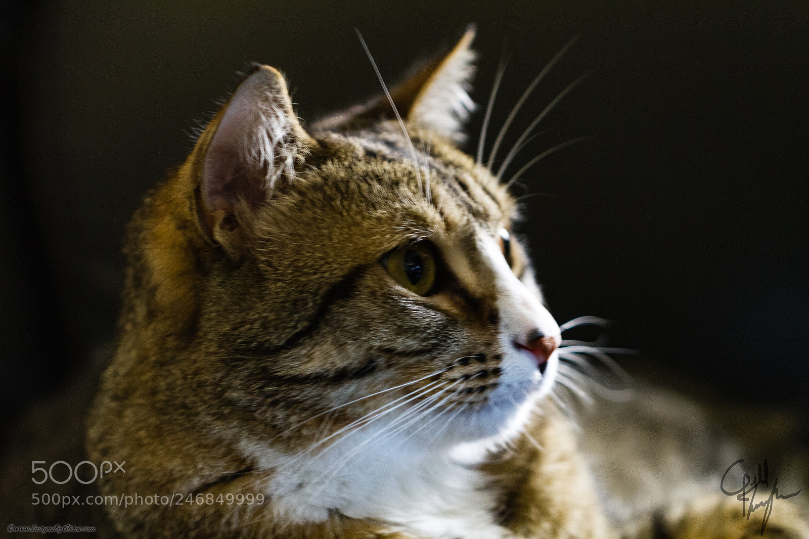 Canon EOS 7D sample photo. Gt_18310-1.jpg photography
