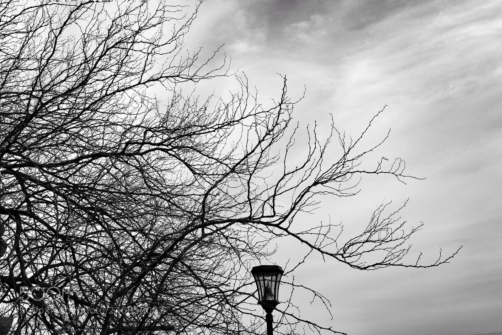 Canon EOS 100D (EOS Rebel SL1 / EOS Kiss X7) sample photo. We are all branches photography