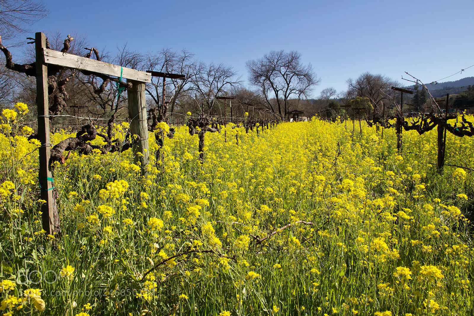 Canon EOS 100D (EOS Rebel SL1 / EOS Kiss X7) sample photo. Rapeseed in the field photography