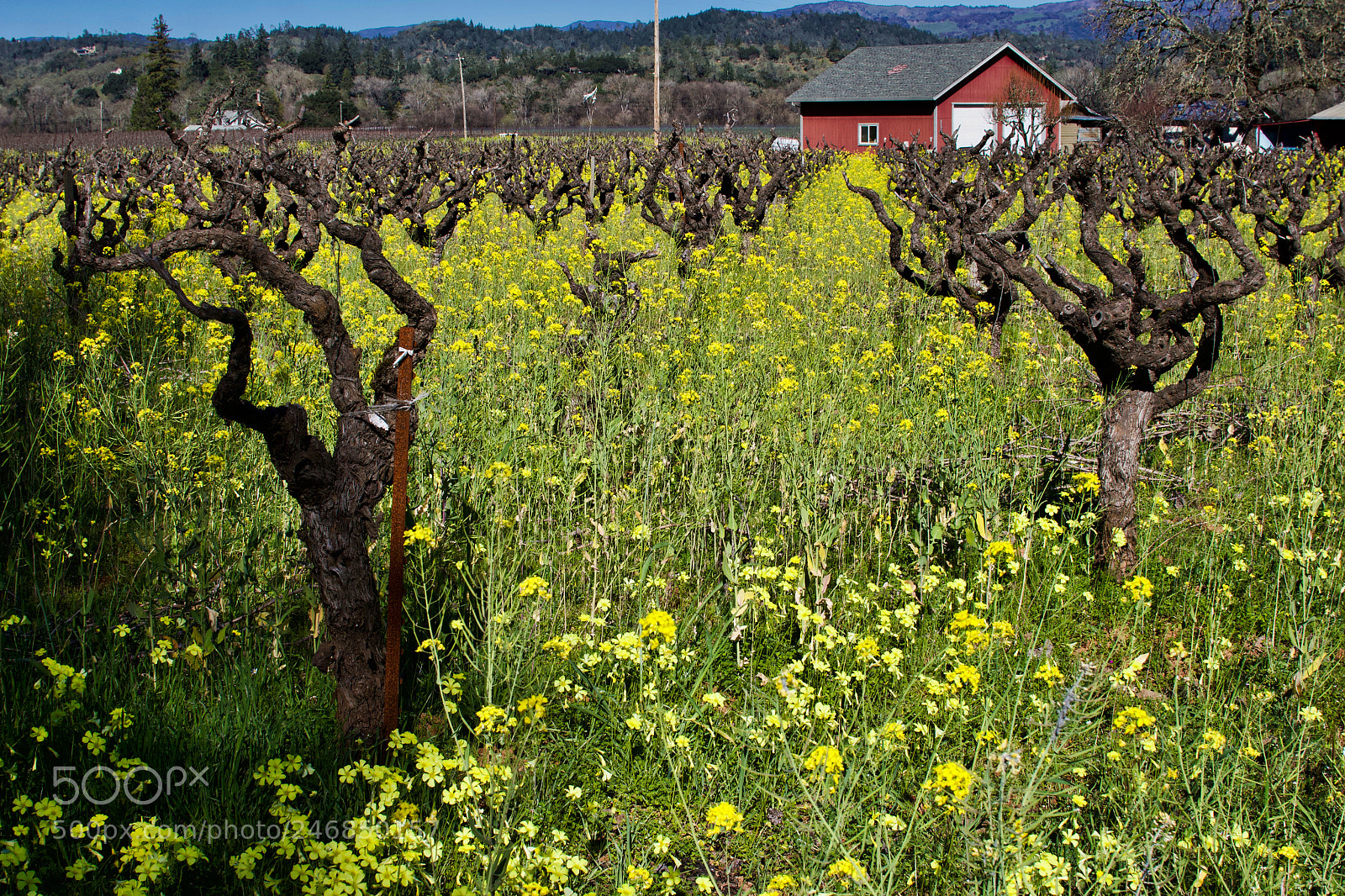 Canon EOS 100D (EOS Rebel SL1 / EOS Kiss X7) sample photo. Rapeseed and vines photography