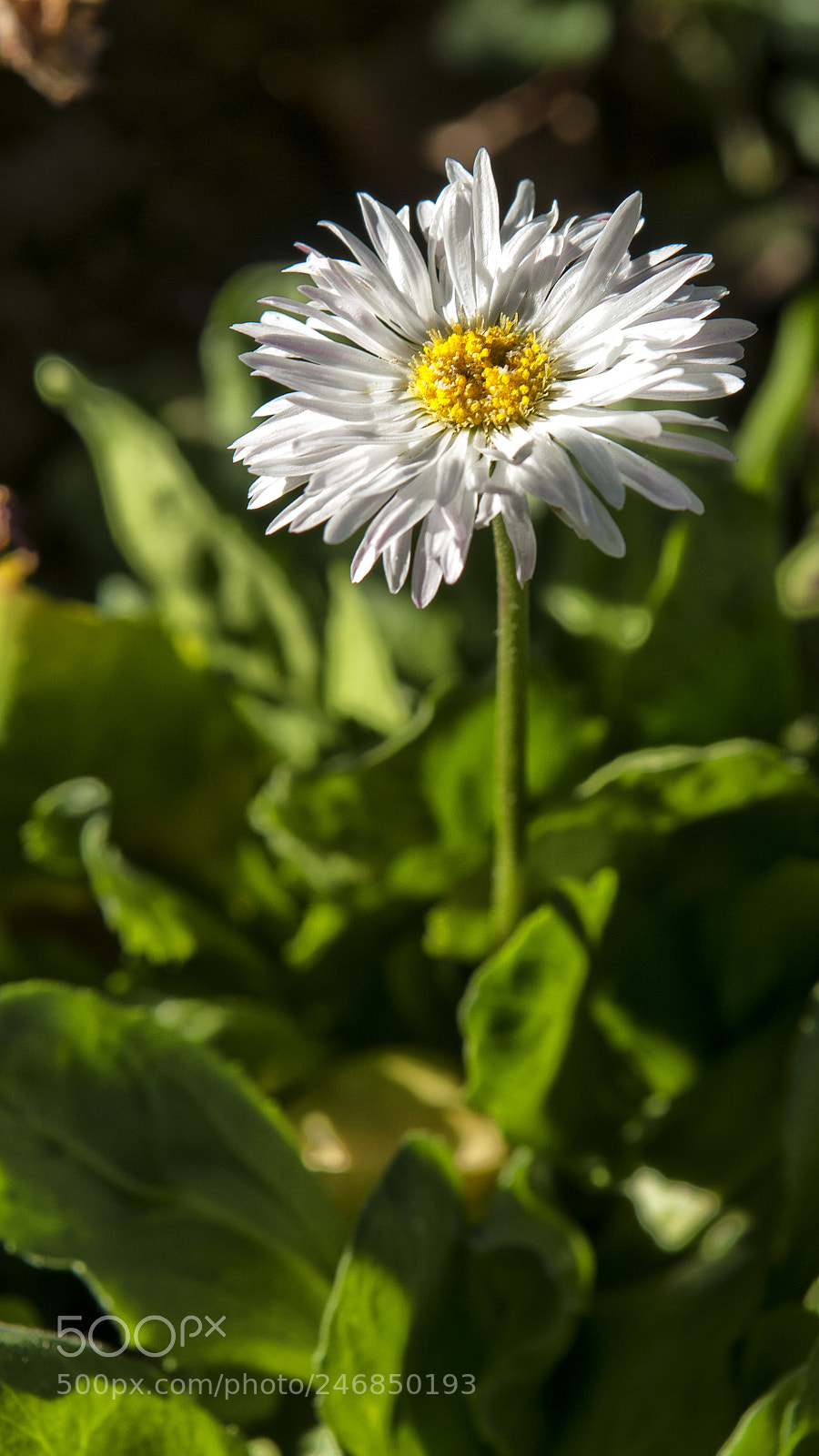 Nikon D300S sample photo. Flor photography