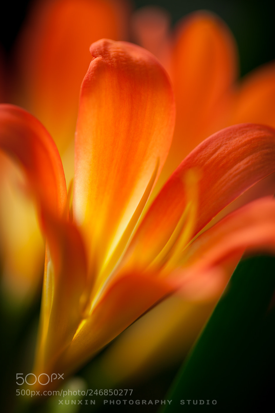 Canon EOS-1Ds Mark III sample photo. 花1 photography