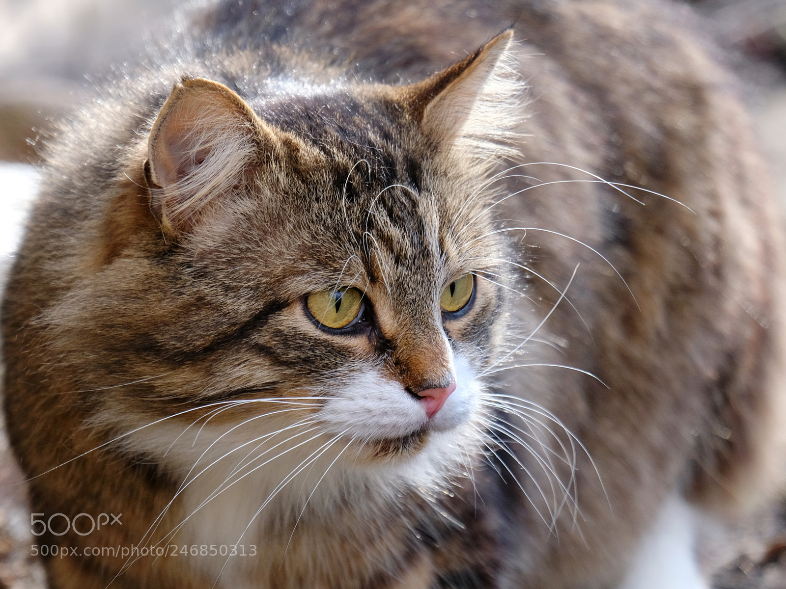 Fujifilm X-T20 sample photo. Cat portrait in details photography