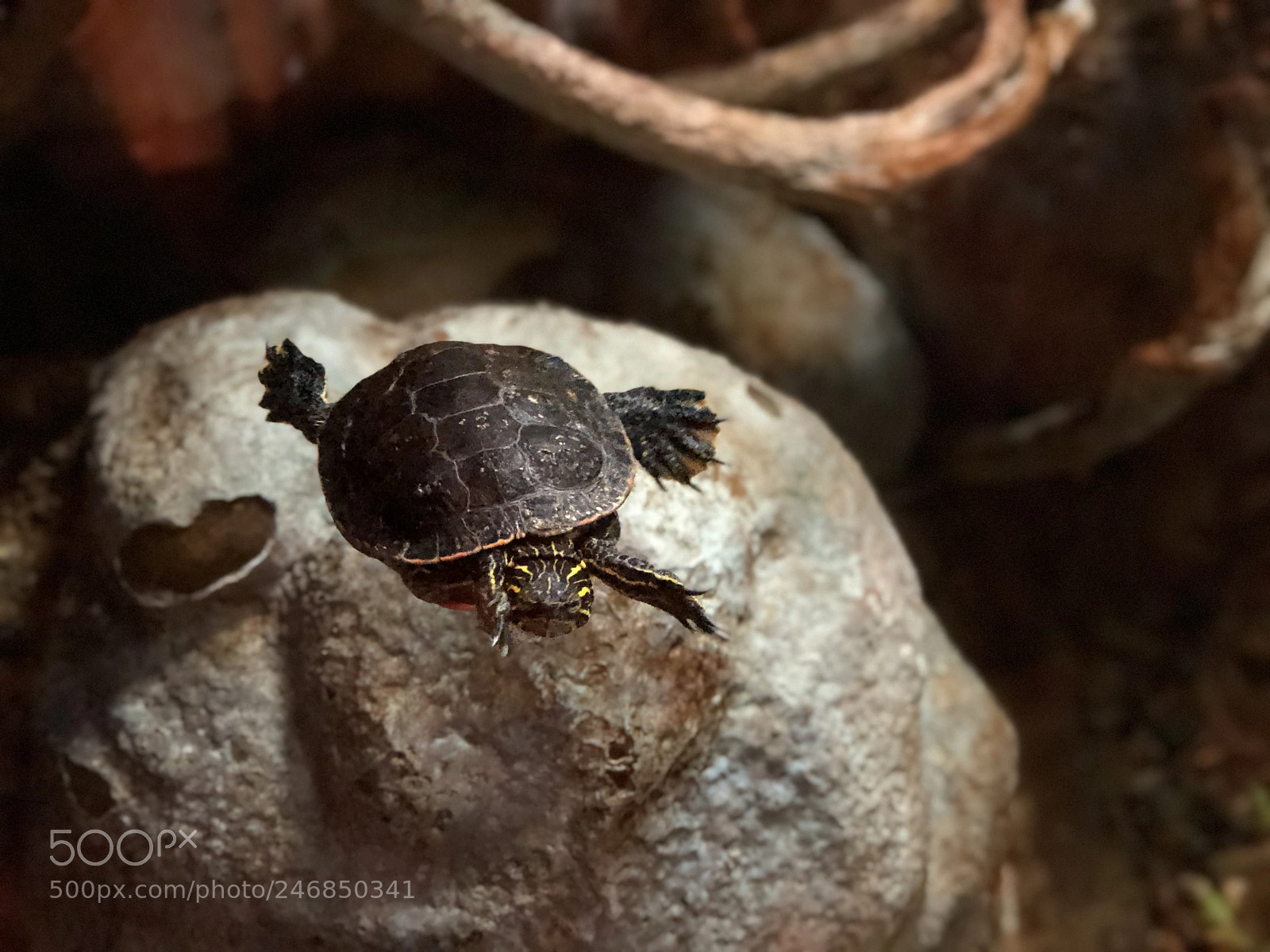 Apple iPhone 8 Plus sample photo. Turtle photography