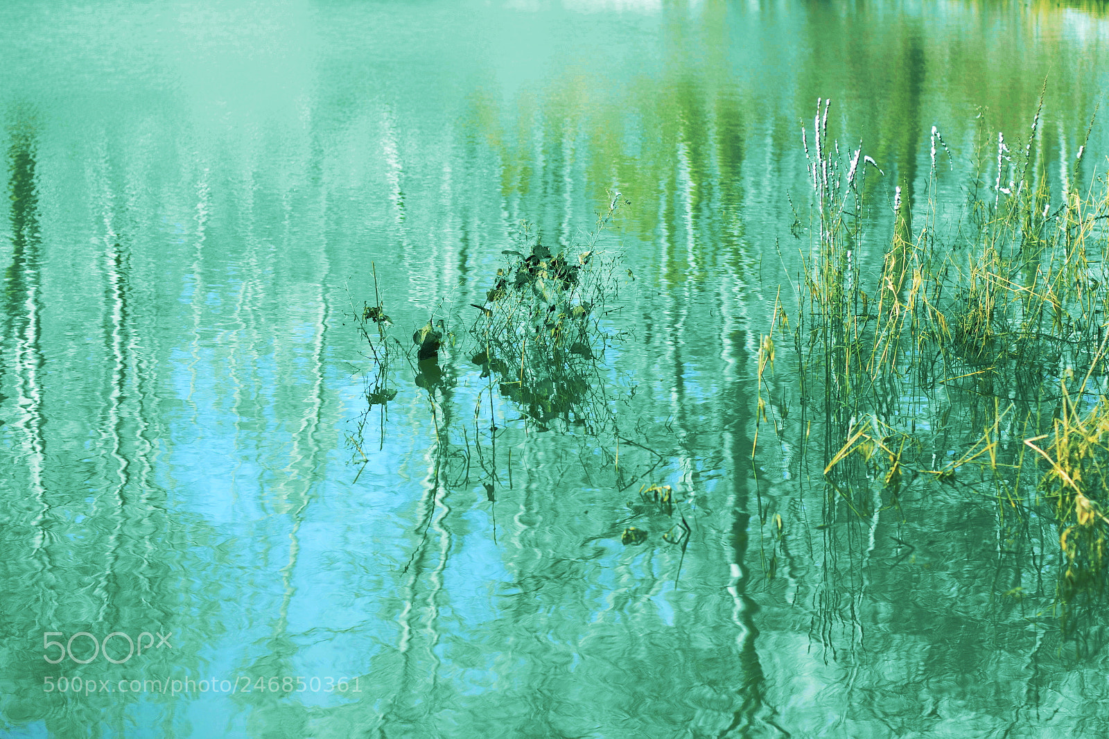 Canon EOS 60D sample photo. Grass in the trees photography