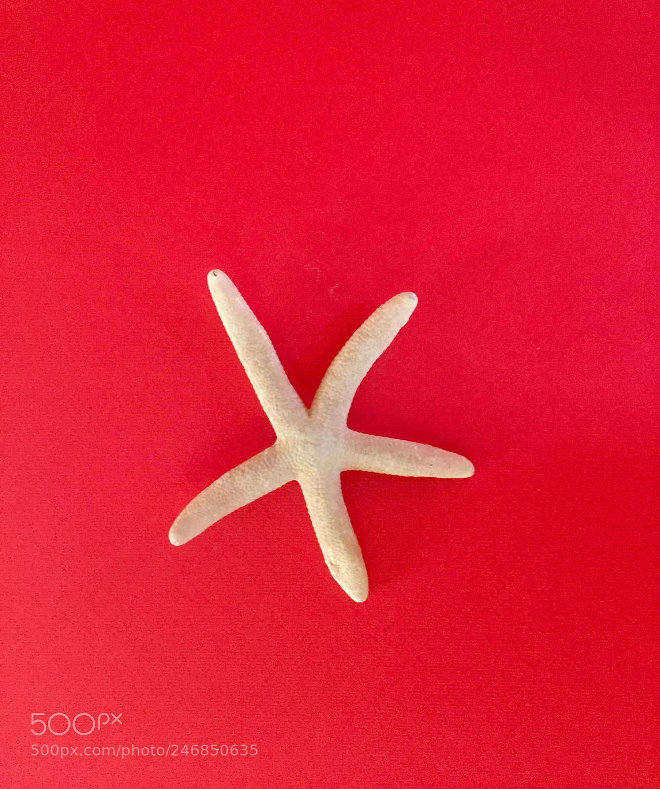 Apple iPhone 6 sample photo. Stella marina su sfondo photography