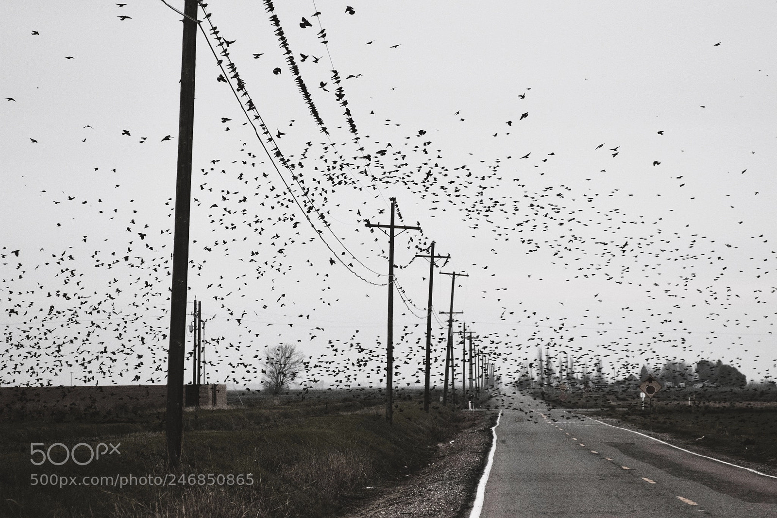 Canon EOS 70D sample photo. Starlings photography