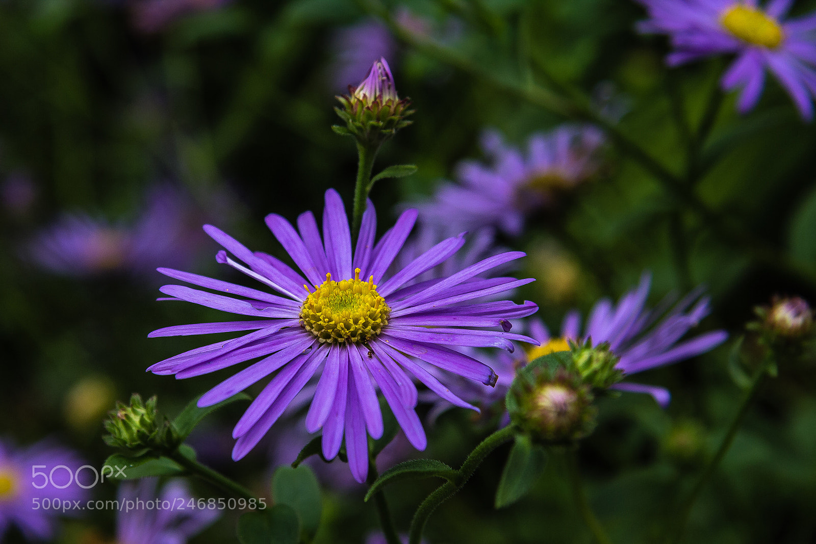 Canon EOS 60D sample photo. Aster x frikarti photography