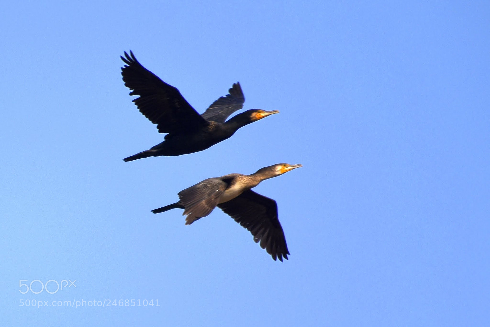 Nikon D7200 sample photo. Flying photography