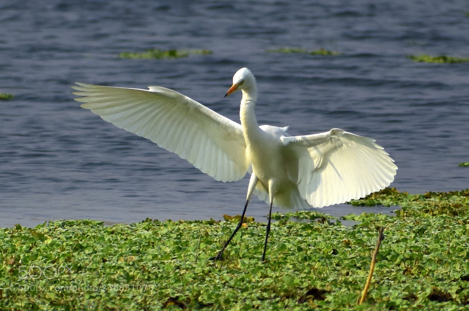 Nikon D7200 sample photo. Egret landing photography