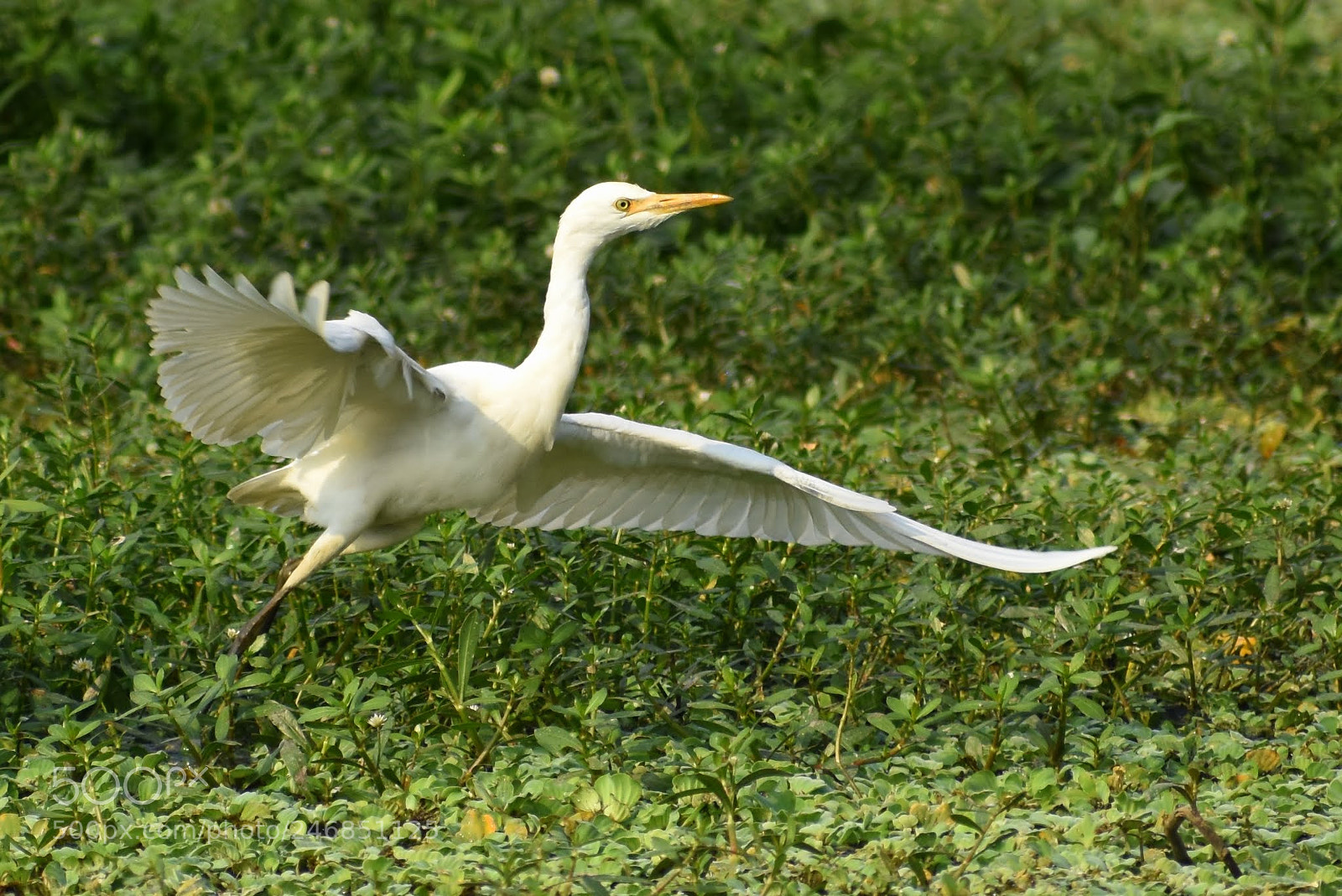 Nikon D7200 sample photo. Ready for takeoff photography