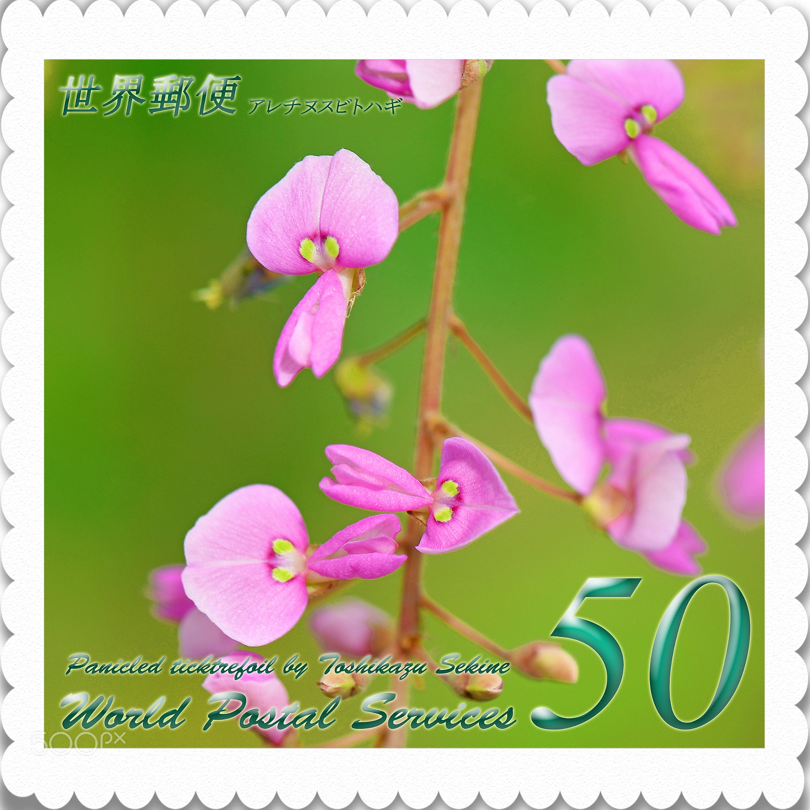 Nikon D800 sample photo. Panicled ticktrefoil photography